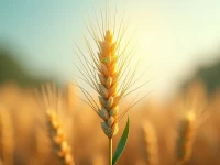 五得利面粉邯郸公司数字化转型再获认可引领行业智能化升级