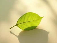 Startup Disrupts Sleep Industry with Content Strategy