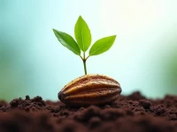 嘉吉植树护航计划可可豆100溯源守护地球的甜蜜承诺