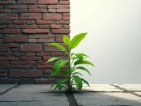 Temu Adapts Localization Strategy Amid Trade Tensions