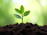 Independent Ecommerce Sites Drive Crossborder Trade Growth