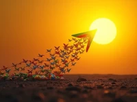 非洲航空蓄势腾飞的机遇抑或暗藏的风险