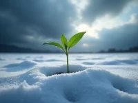 棒谷业务收缩跨境电商寒冬下的自救样本